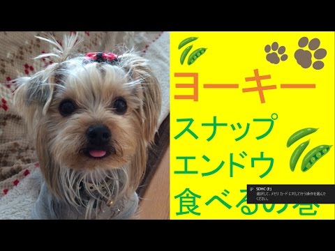 2 Dog 犬 悲報 庭にこっそり植えてたスナップエンドウ食べられるyorkshire Terrier Eats Snap Peas Youtube