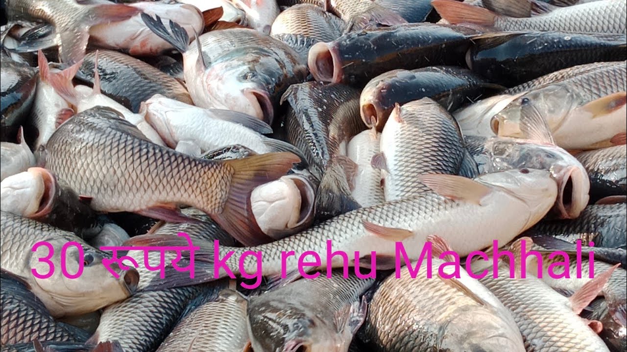 Andhrapradesh fish
