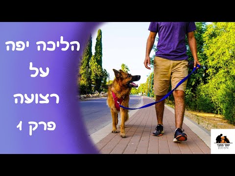 איך ללמד כלב לא למשוך ברצועה וללכת יפה | פרק 1