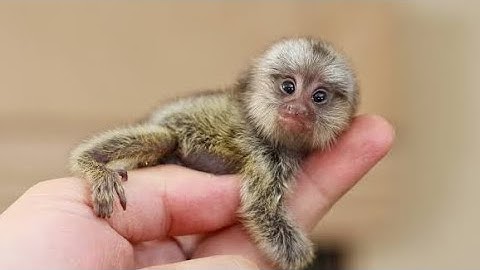 Smallest monkey in the world | Finger monkey | Facts about Pygmy marmoset