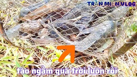 #325  thăm lờ cá lóc ở bạc liêu săn cá hugo nay trúng đậm vô cá 10 con tào ngầm với con ếch quá êm