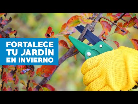 Video: Cuidado invernal de jardines urbanos - Cómo pasar el invierno en un jardín urbano