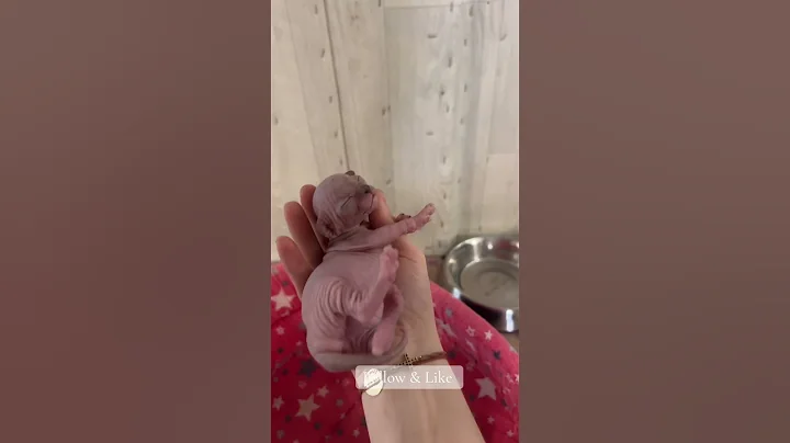 Watch the video about Pui Sphynx Canadian #sphynxromania #sphynx