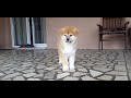AKITA INU - PUPPY  2 MONTHS OLD