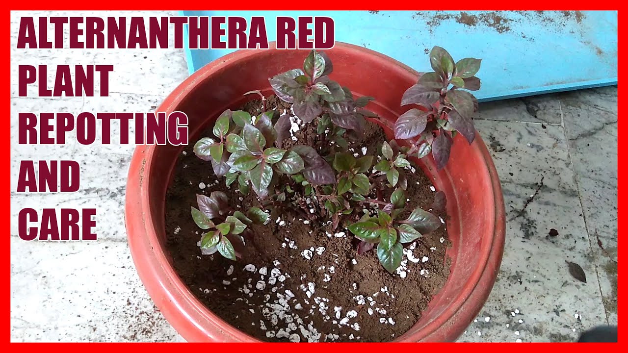 How To Repot Alternanthera Red /Joyweed Plant How to Grow and Care