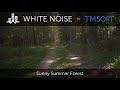 Sunny Summer Forest - 4k 1hr Scenic Video