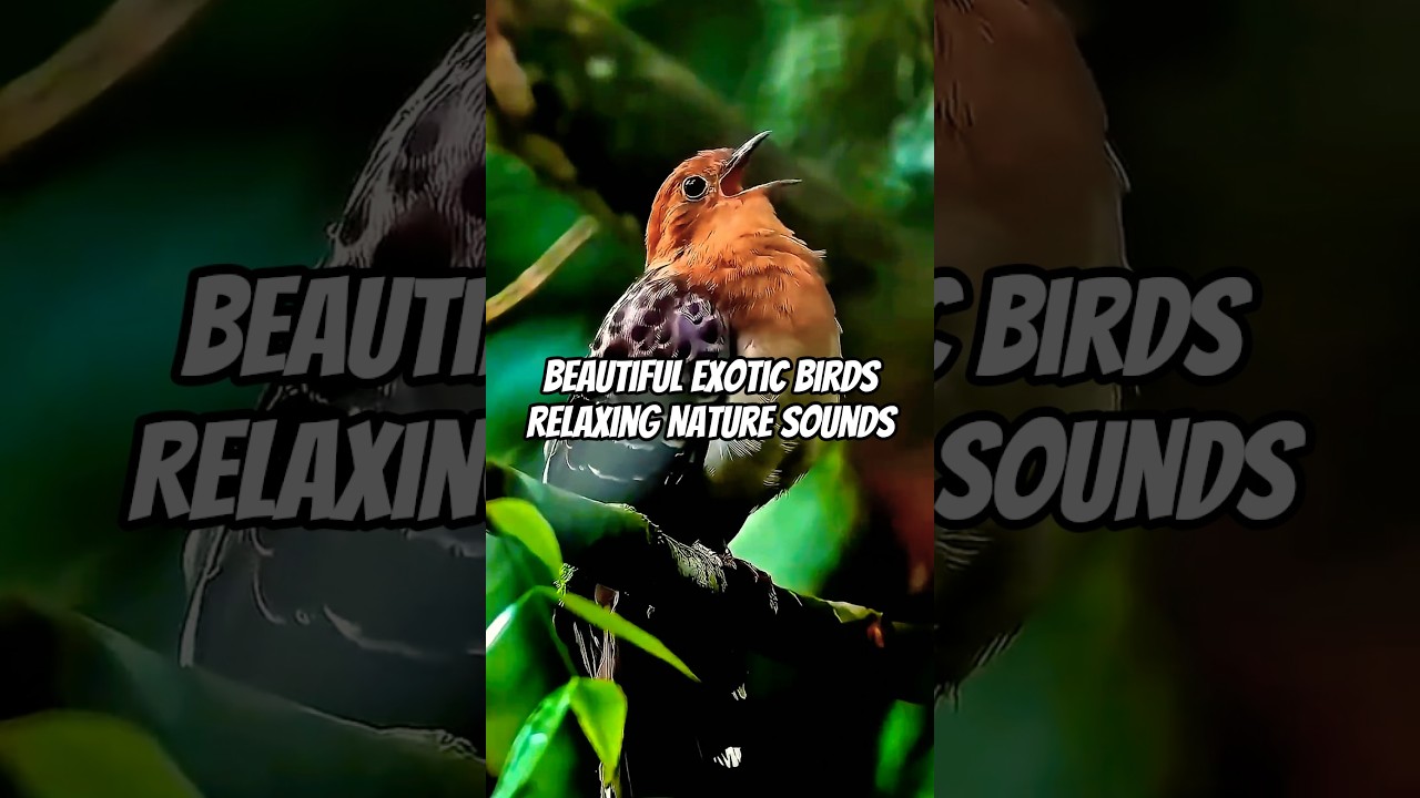 Rare Exotic Birds  | Relaxing Nature Sounds 🎶