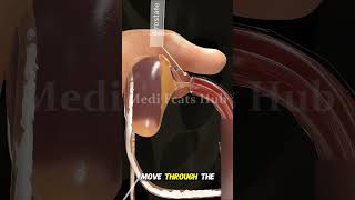 “How the Male Reproductive System Works | 3D Educational Video”#shorts