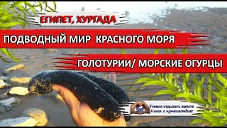 ЕГИПЕТ| Подводный мир Красного моря. Голотурии/ морской огурец/ морские кубышки/ Holothuroidea