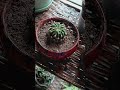 how to care for Easter lily cactus houseplant growth tutorial #plant #gardening #plants #houseplants
