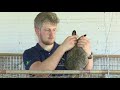 Produtores rurais investem na criação comercial de coelhos