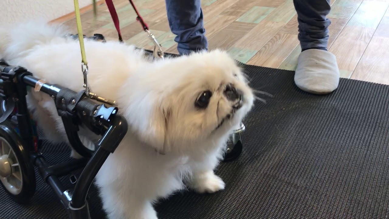 ペキニーズ4輪!リハビリ!食事補助!犬用車椅子!体制維持!犬の歩行器