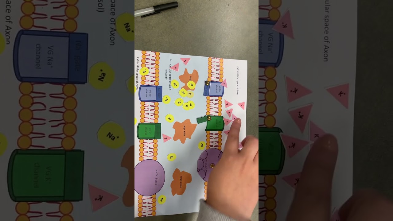 The stages of action Potentials (Jaqueline &  Takyra)