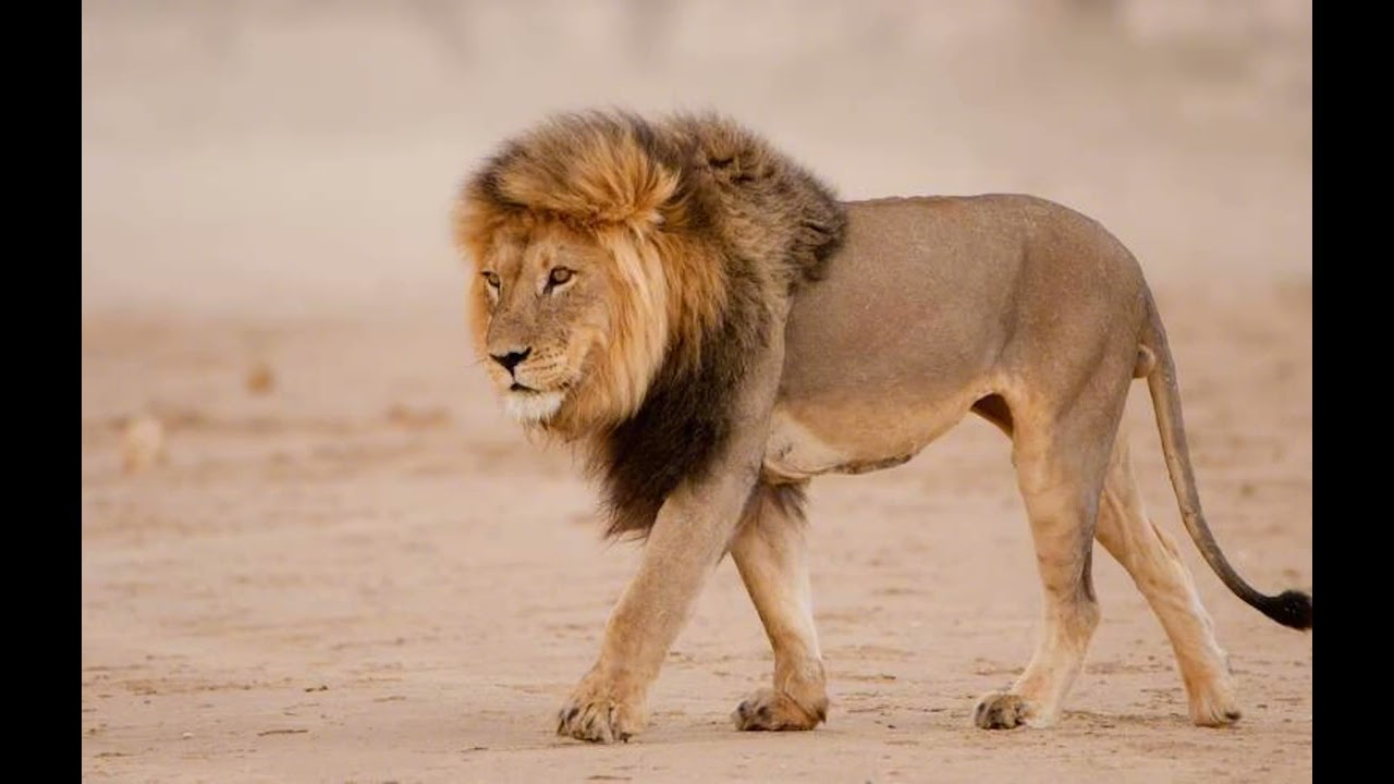 Animals, Monsters & Beasts And Creature Huge Lion Sound Effects 4k