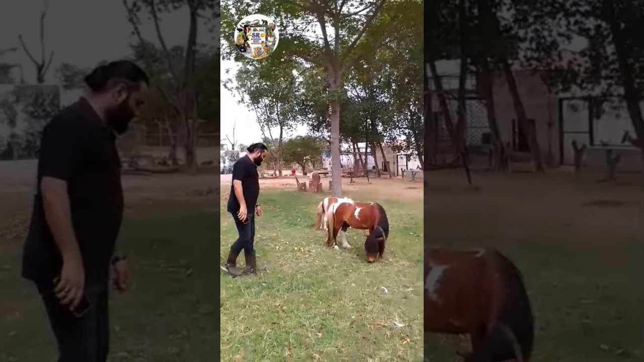 A beautiful day at SR BREEDING FARM #animals #farmanimal #lionnation