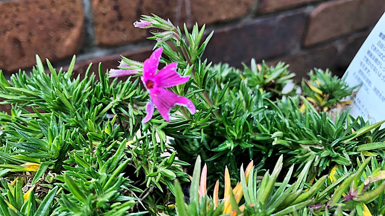 花 シバザクラの育て方 植え付け Youtube 花 シバザクラの育て方 植え付け Youtube
