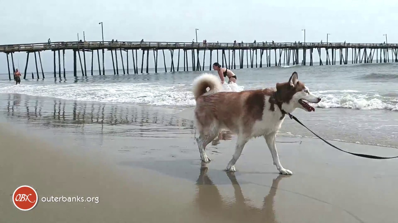 OBX Daydream | Dog Friendly Vacation Homes