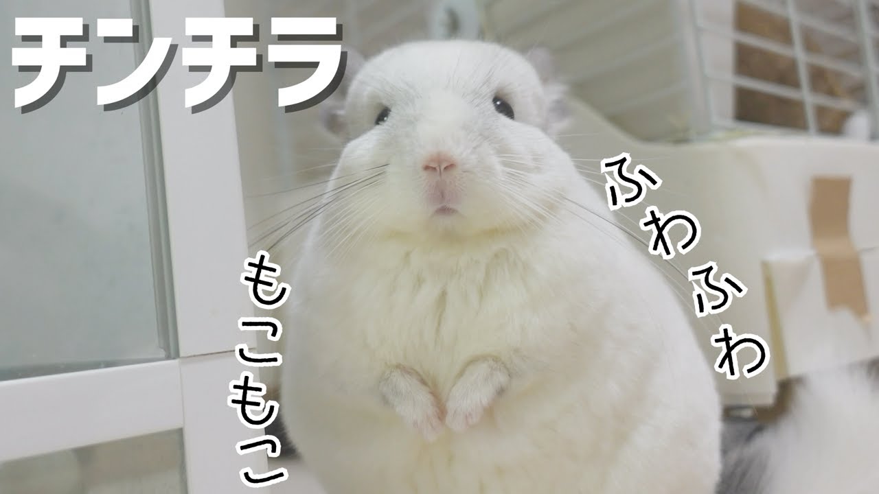 【チンチラ】真っ白ふわもこチンチラまるくん。謎の物体からの日常遊び！【動物たちと私。】