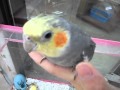 オカメインコのパールくん