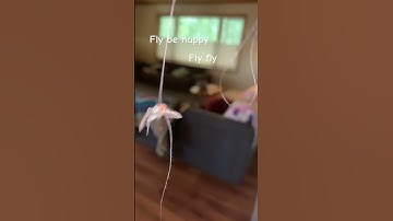 Thumbnail of Fly die #musical #music #song #broadway #coversong #antizoo #art #fly #fly￼