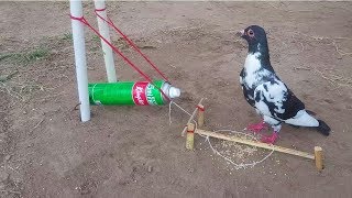 Best Creative Bird Trap | Easy Bird Trap | Bird Catching Trap