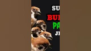 MP3 suara pikat burung gereja jernih terbaru ✓#burunggereja #berandayoutube @howtochannel599