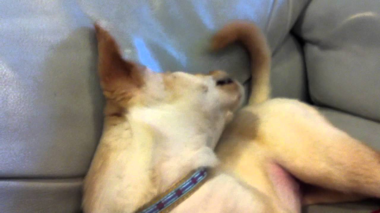 子犬のマル：初めての首輪にイライラ YouTube
