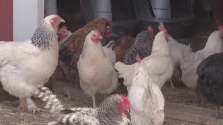 Missouri Bill Aims To Legalize Backyard Chicken Ownership