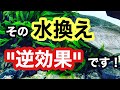 【水換えが逆効果?】正しい水槽の換水方法をプロがやさしく解説!