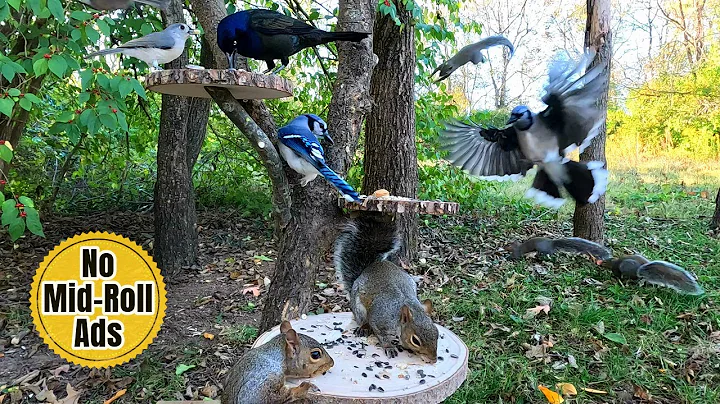🐾🐾Entertain Your Pets with Squirrels & Birds | 10 Hours of Uninterrupted Cat TV & Dog TV | Nature thumbnail