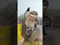 owl 🦉 #trending #shorts #lipsync #video #troll #youtubeshorts