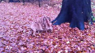 Rhodesian Ridgeback, Broholmer, Staffordshire Bull Terrier Having A Fight