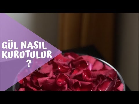 Video: Gül Yaprakları Nasıl Saklanır