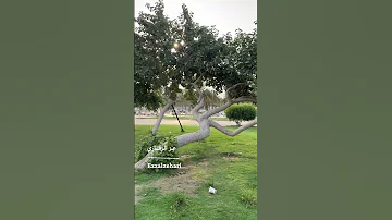 عودة المعلمين والمعلمات بداية إنضباط ابناءنا فمرحبا بعودتهم الميمونة اكسبلور تصويري المعلم 