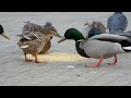 Утки в Коломенском / Ducks in Kolomenskoye