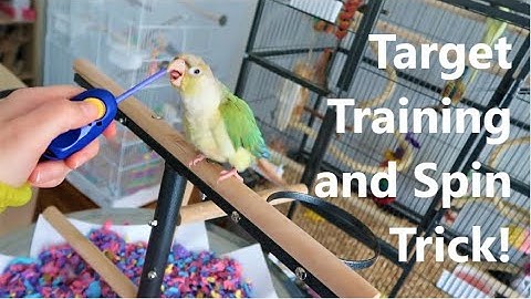 Parrot Training Tutorial: Target Training and Spin Trick! | BirdNerdSophie