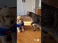 【Lab &amp; Kitty Life】Cat Bully Gets Caught by Big Bro! Instant Face Change