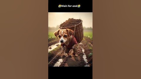 #dog