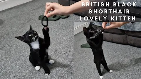 Video 3758431: british shorthair kittens, british black kitten, cute kitten