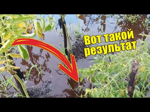 Рекордный урожай 2024 года