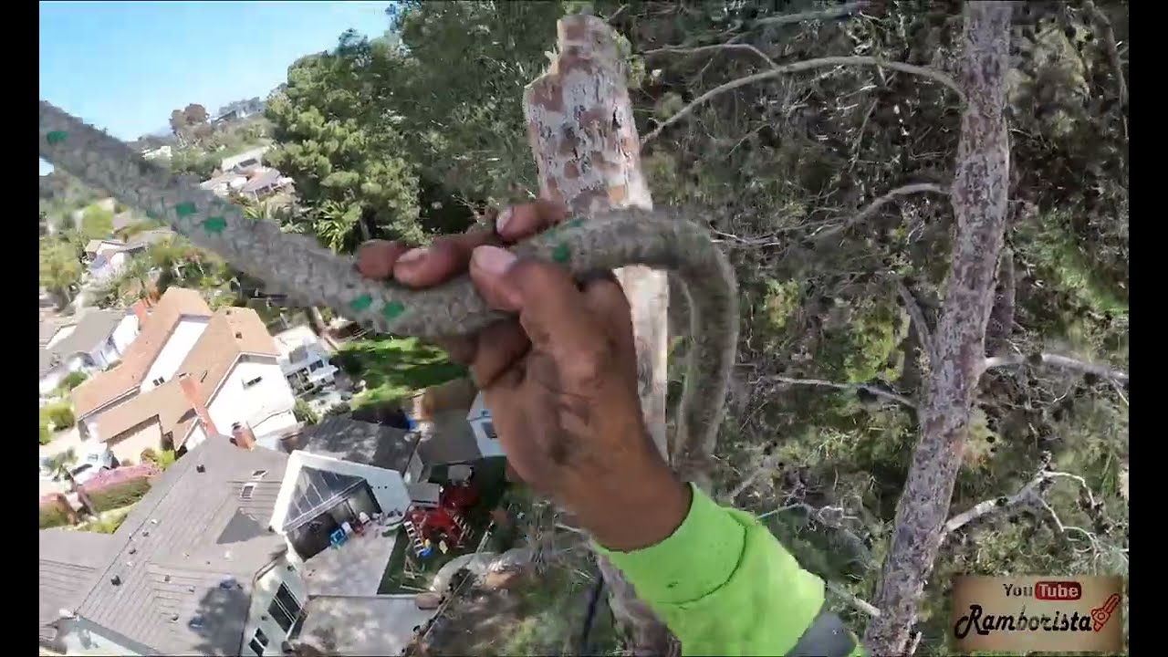 Derribado pino con polea y soga