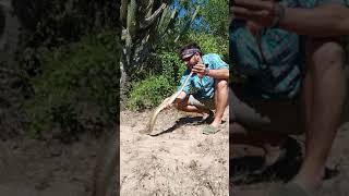 Víbora de Cascabel (Crotalus durissus terrificus)