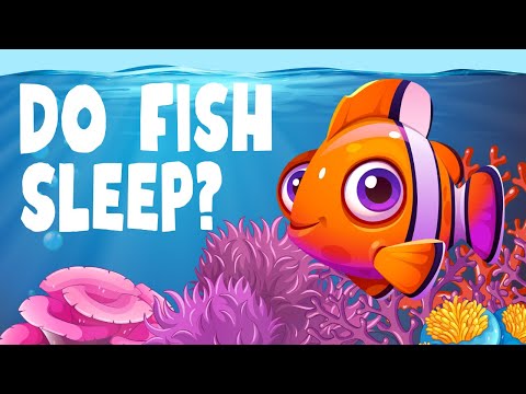🐠 Do Fish Sleep? Fun Facts for Kids! 💤