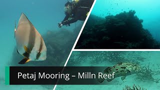 Petaj Mooring Dive 1 - Milln Reef - Great Barrier Reef Resimi