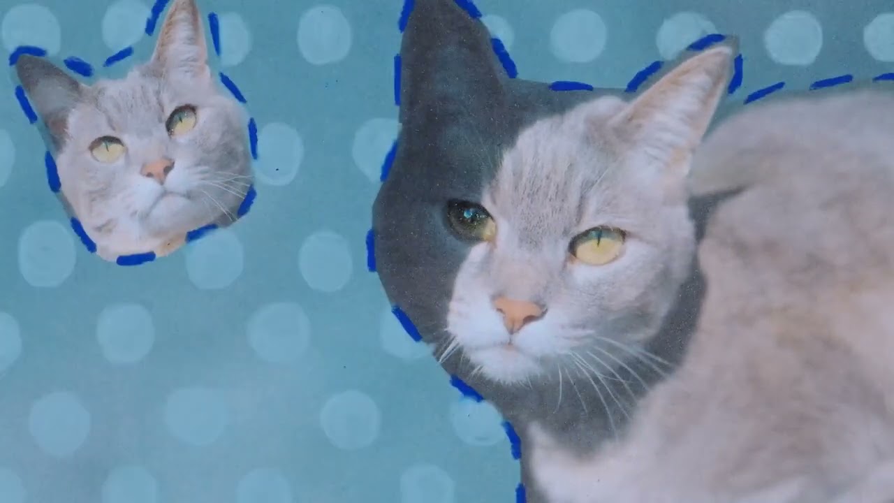 she says im purrrrrrrrrrrrrrrrrrrrrrfect
