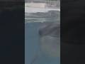香川県新屋島水族館のイルカめっちゃみてくる！