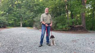 Brittany Puppy Training Charlottesville Virginia | Rosie