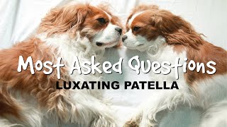 Q&A WITH A VETERINARY SURGEON | Luxating Patella