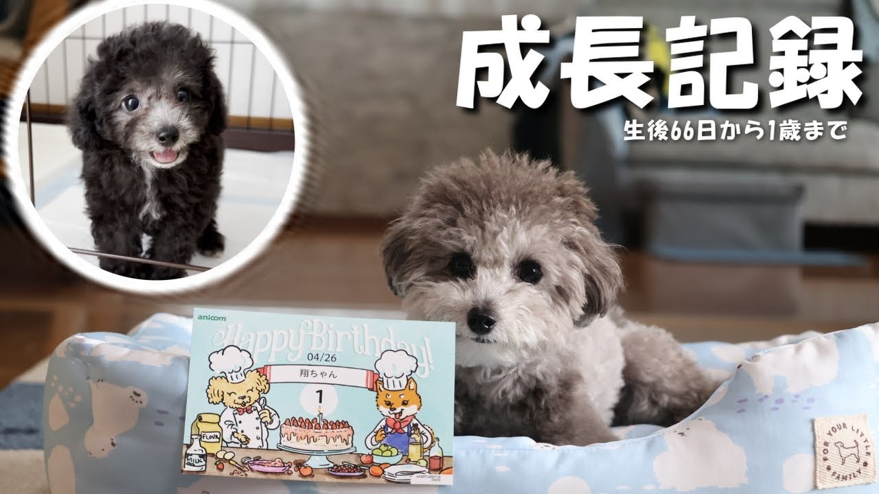【Happy Birthday】シルバートイプードルの子犬が1歳になるまでの365日