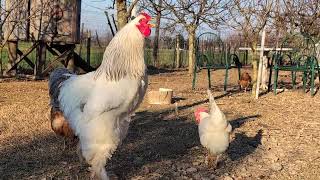 Different Breeds Of Roosters Crowing In The Morning